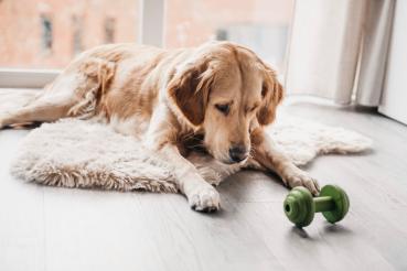 Preview: Sumo Play Haltrino